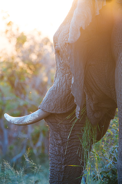 elephant
